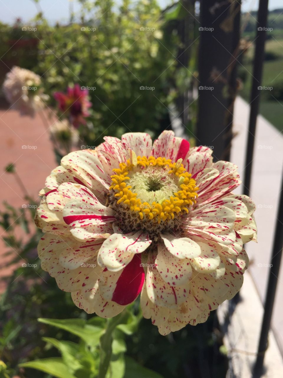 zinnia in the foreground