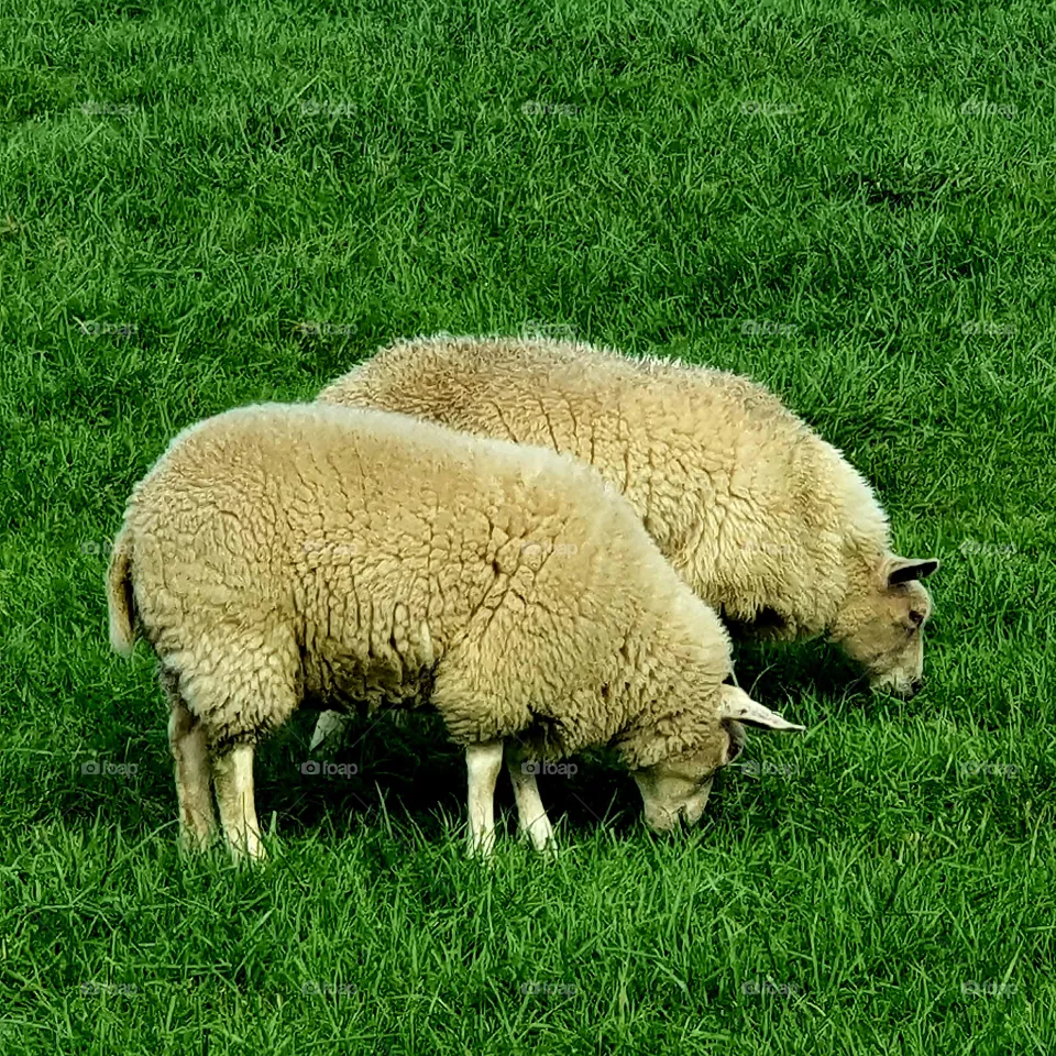 Two sheep in the pasture eat grass.