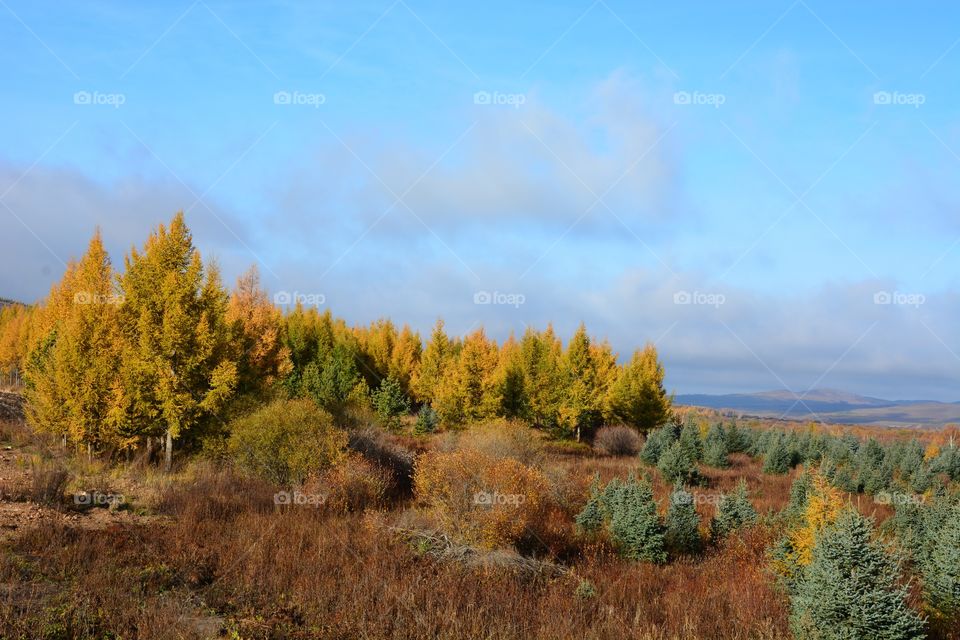 Autumn Yellow Tree Mountain