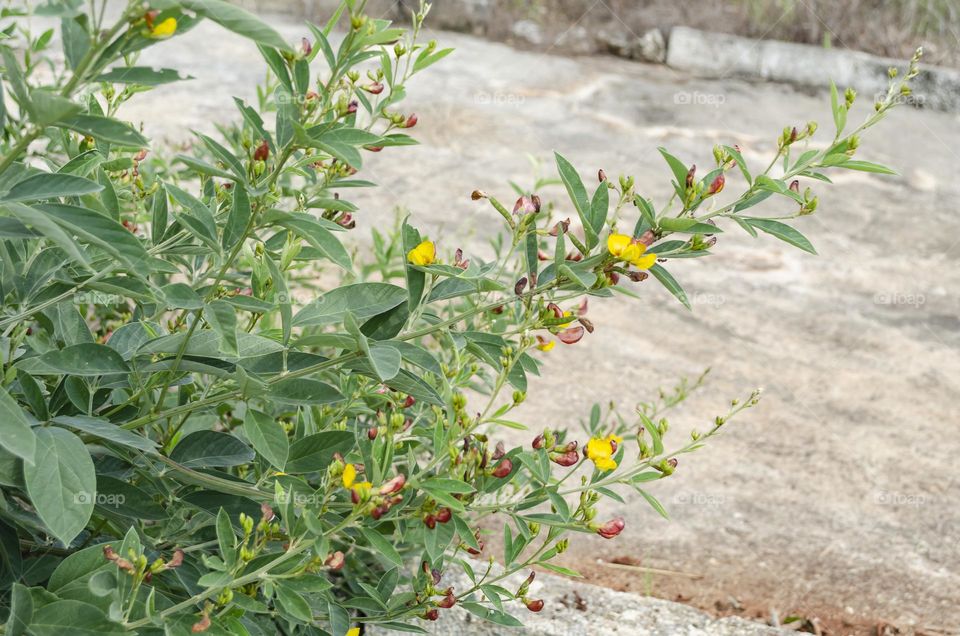 Pigeon Peas Tree With Blossoms