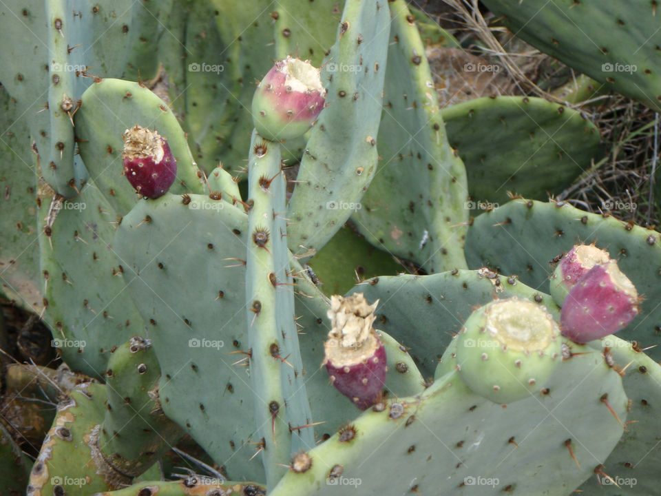 cactus pear desert prickly by luv2drive