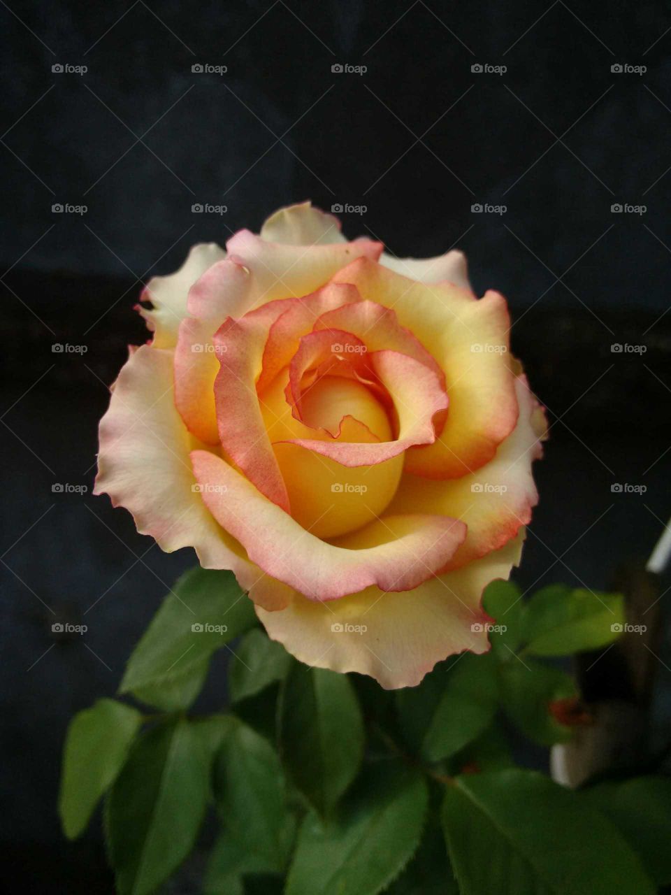 Rose with two colors that graces the garden of a house in Brazil.