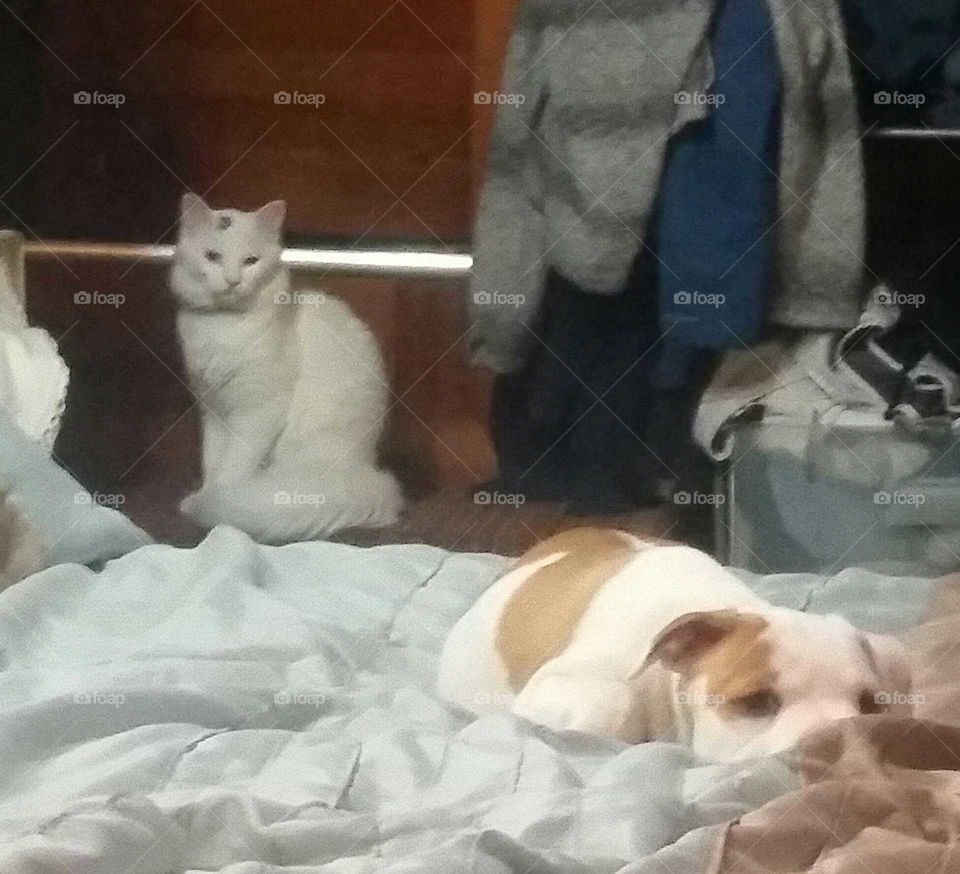 Mammal, Cat, One, Bed, Furniture