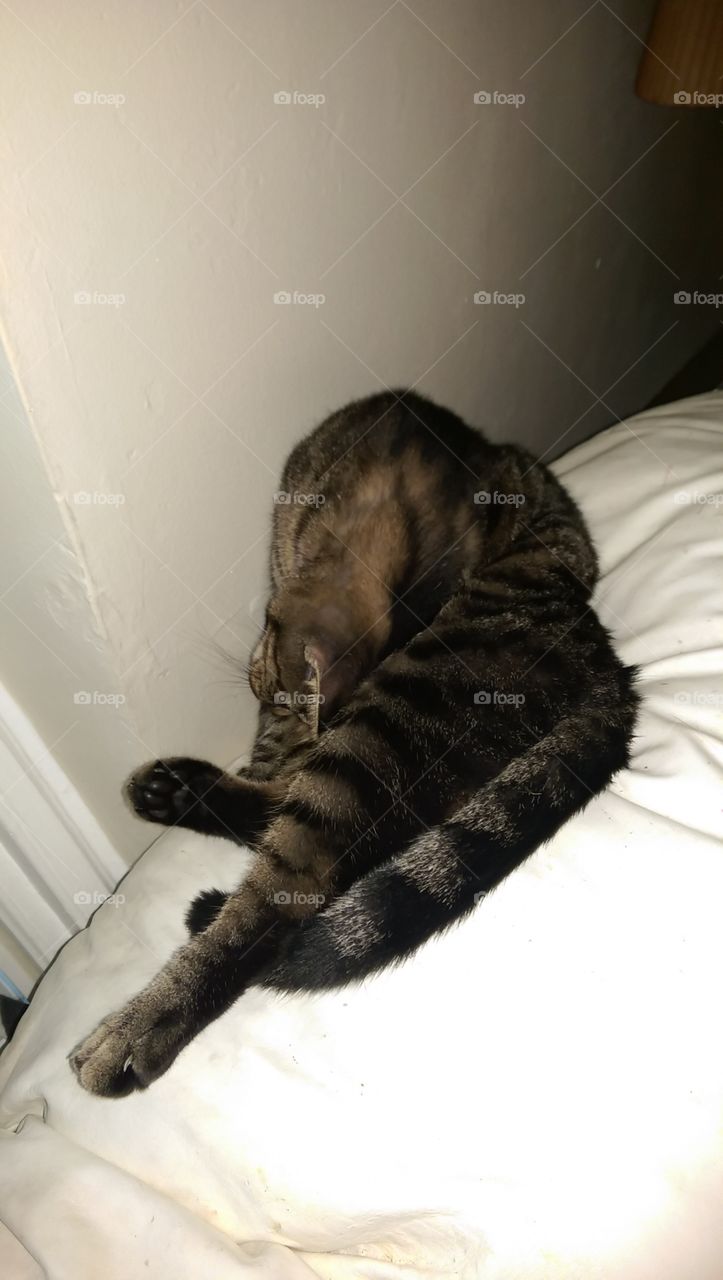 My crazy Kitty sleeps In funny ways