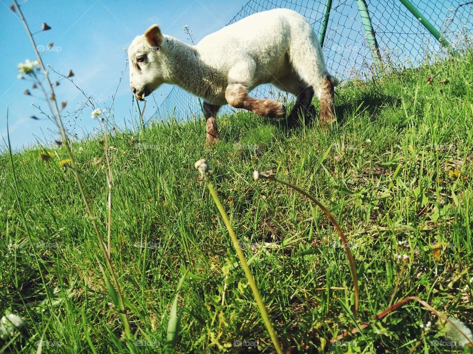 Baby sheep 