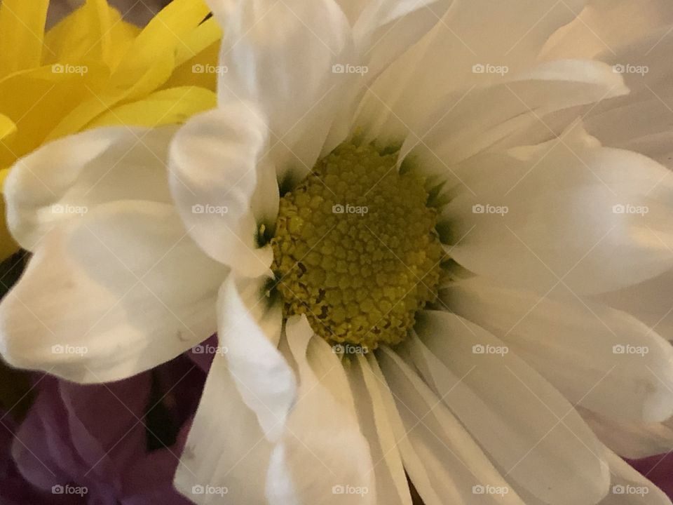 White flower