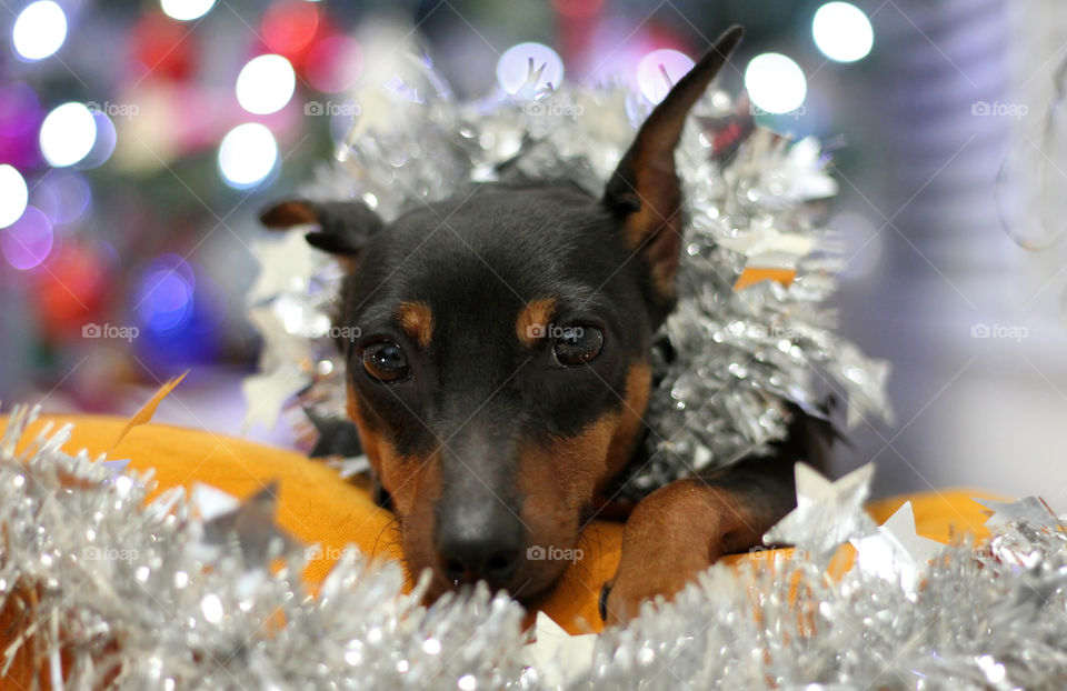 Christmas pinscher