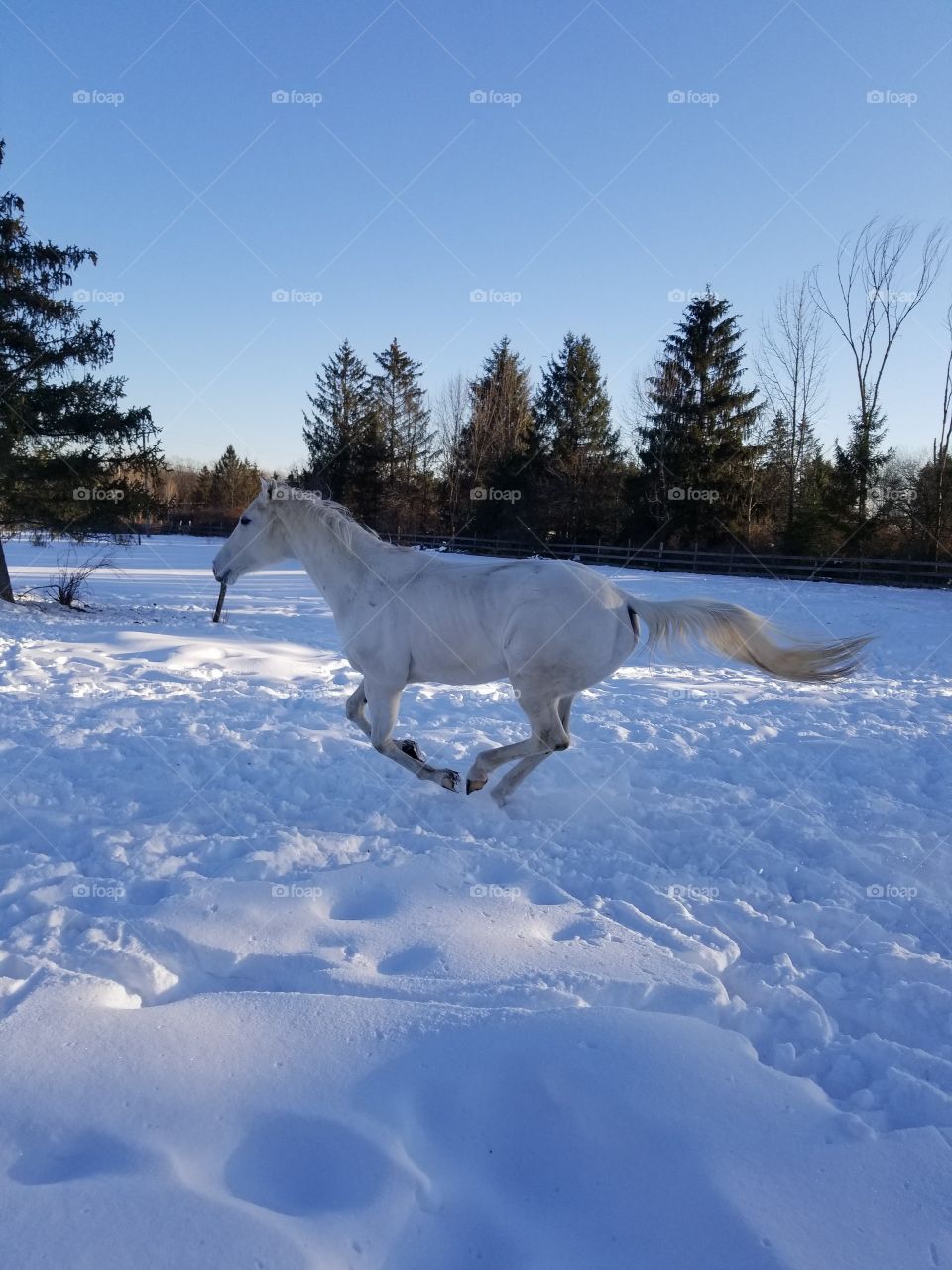 Snow, Winter, Cold, Ice, Frost