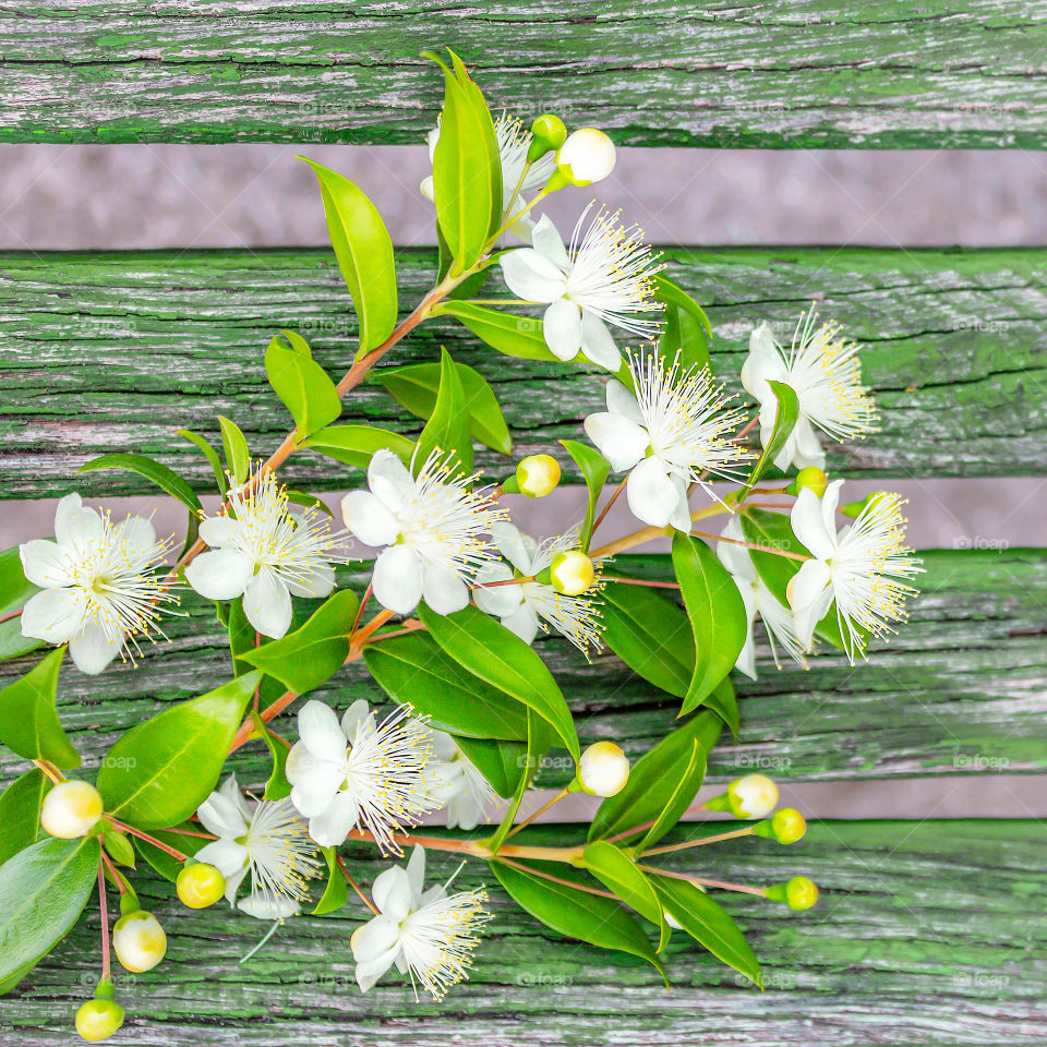 Flower composition with spring bouquet with blooming white flowers on a green wooden background. Spring mood. Top view, square banner