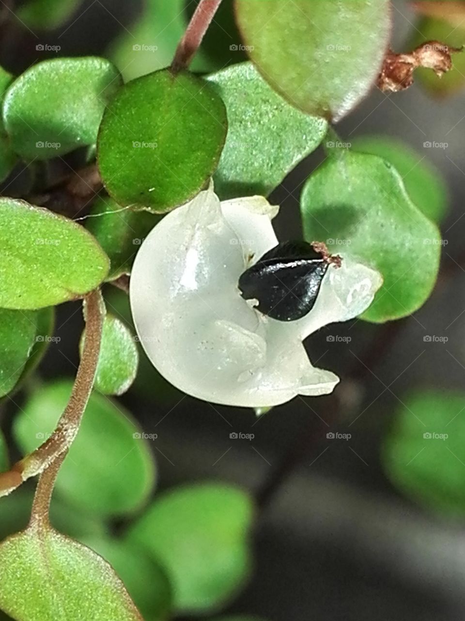 Muehlenbeckia seed