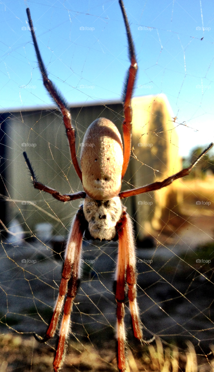 western australia web spider spider web by gdyiudt