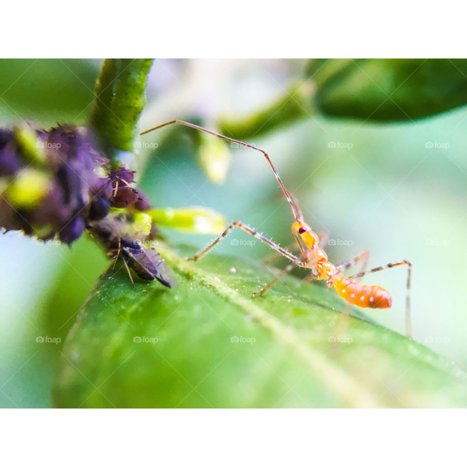 Insect on the leaf 
