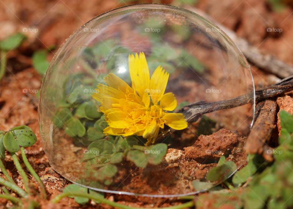Macro flower glass bubble 
