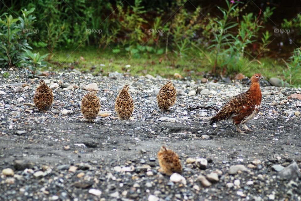 Willow Ptarmigan hen and chicks