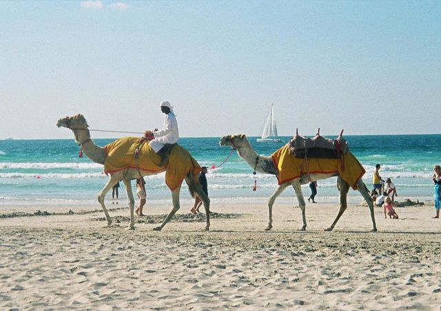 Arab summer 🐪🐫