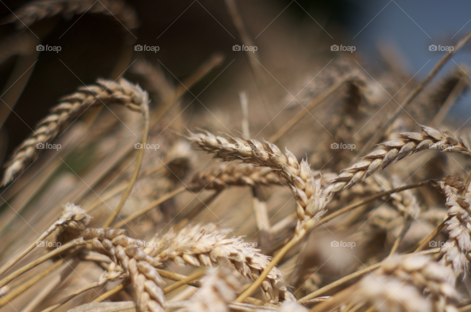 country seasons harvest farming by gaillewisbraznell