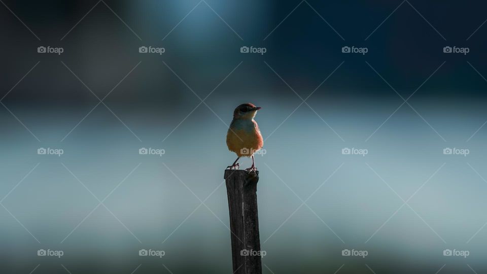 The snow was falling softly, covering the ground with a white blanket. A small bird was perched on a bare branch, shivering from the cold. He had stayed behind when his flock migrated south, hoping to find some food and shelter in the city.