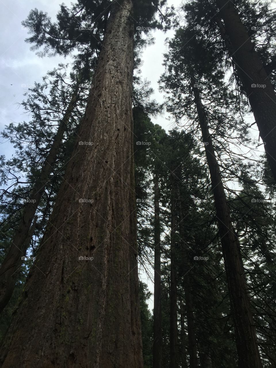 Wood, Tree, Conifer, Sequoia, No Person