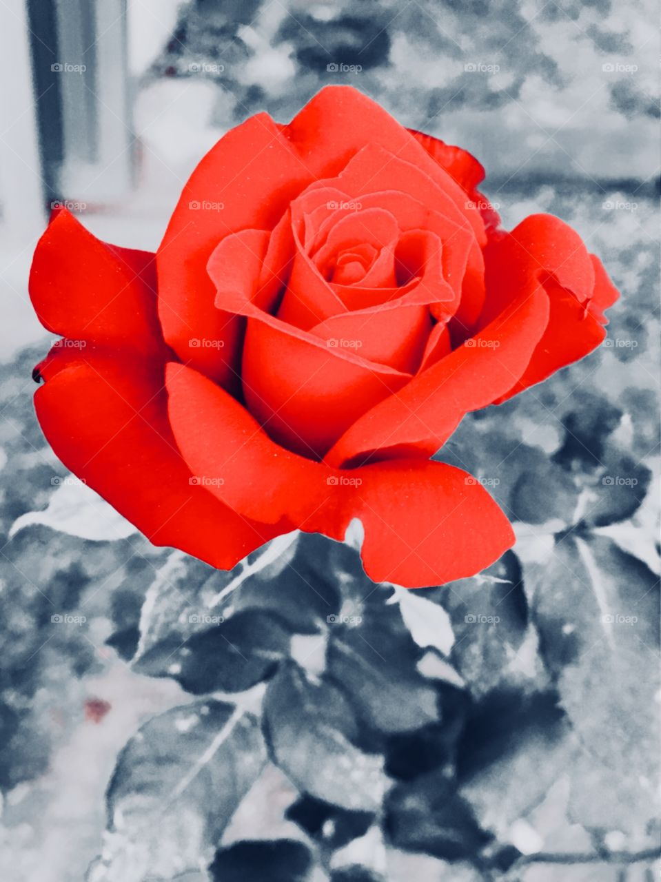 Flores muito bonitas da nossa flora. Essa roseira de botão vermelho é grande exemplo da diversidade das plantas do Brasil!