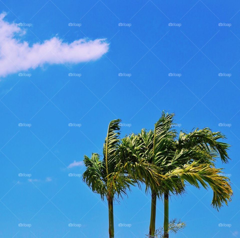 Swaying in the breeze. Palm trees swaying in the breeze against a blue sky 