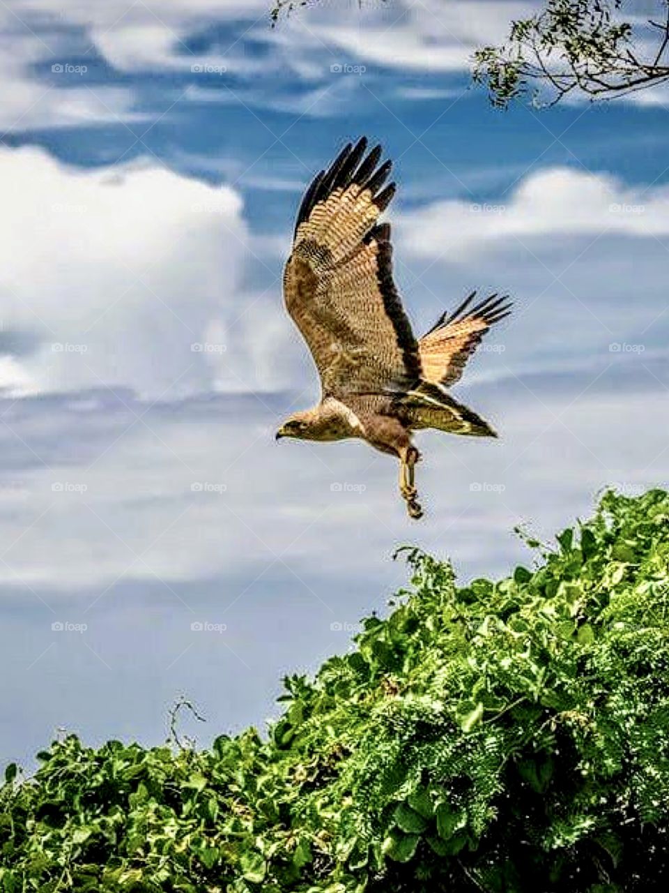 The eagle's flight