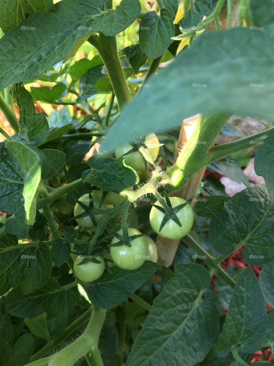 Vegetable garden-cherry tomatoes