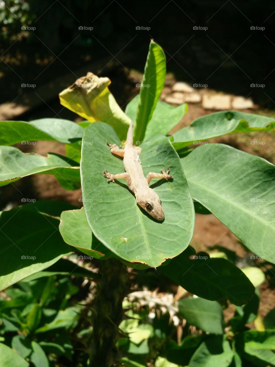 lizard on the leaves