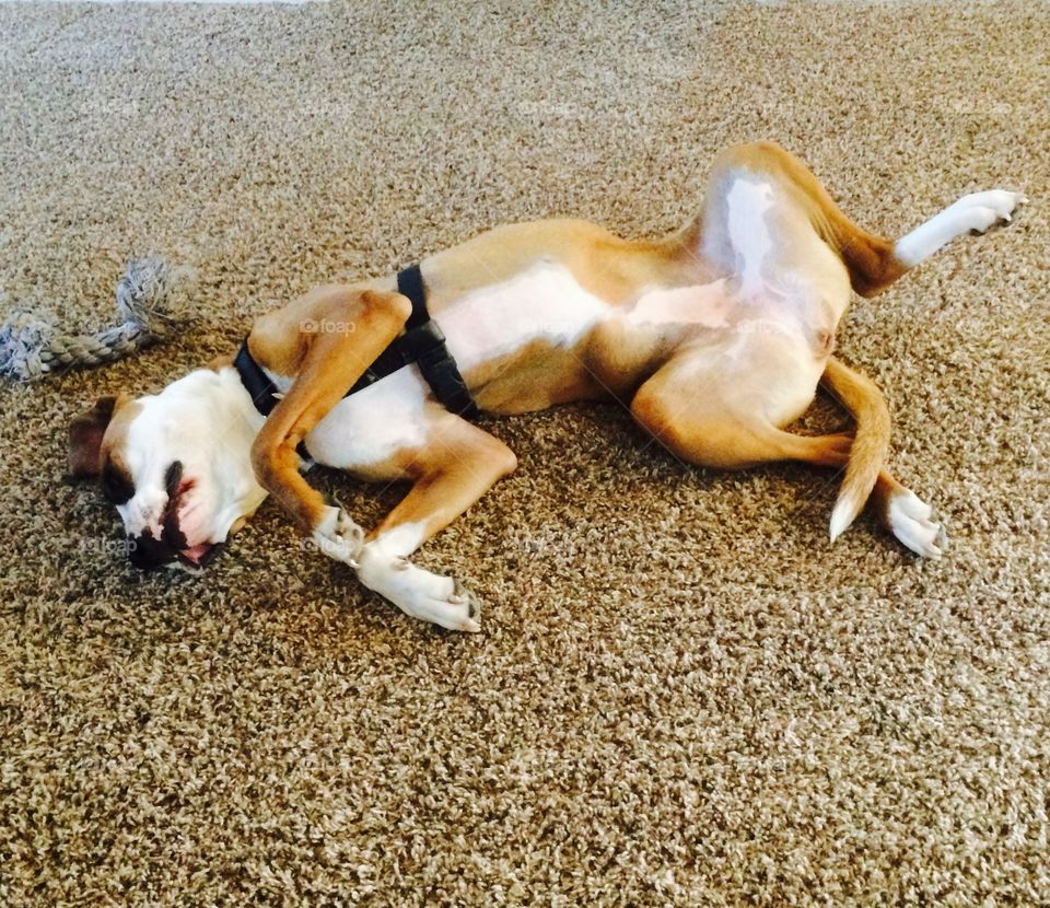 All worn out. Tuckered puppy