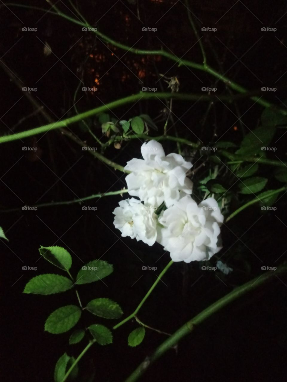 rosa branca