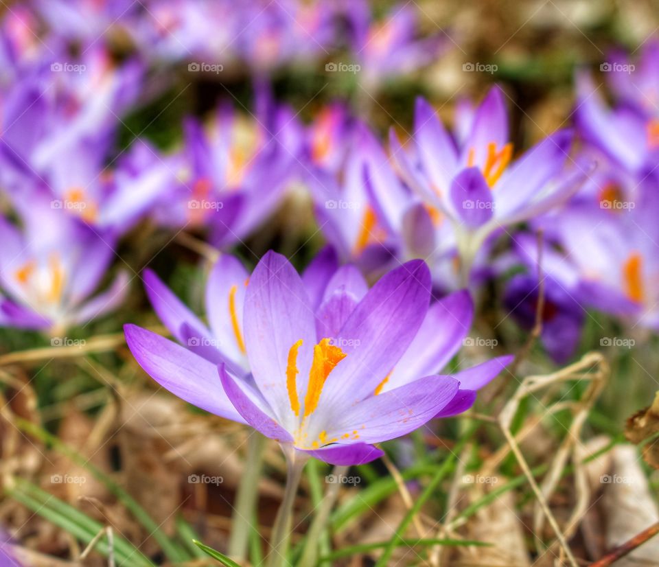 Purple Crocus in the garden.