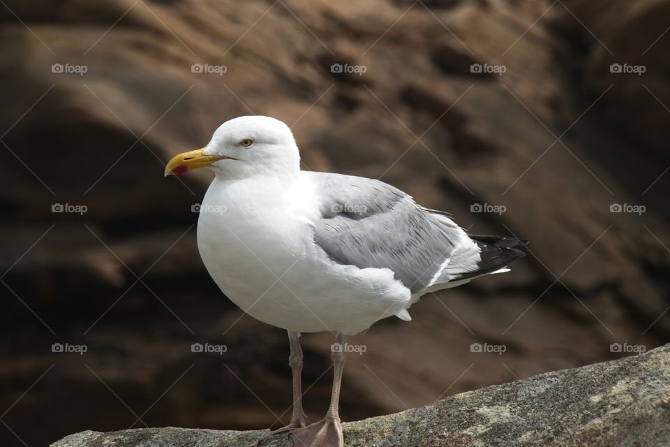 seagull on the beach