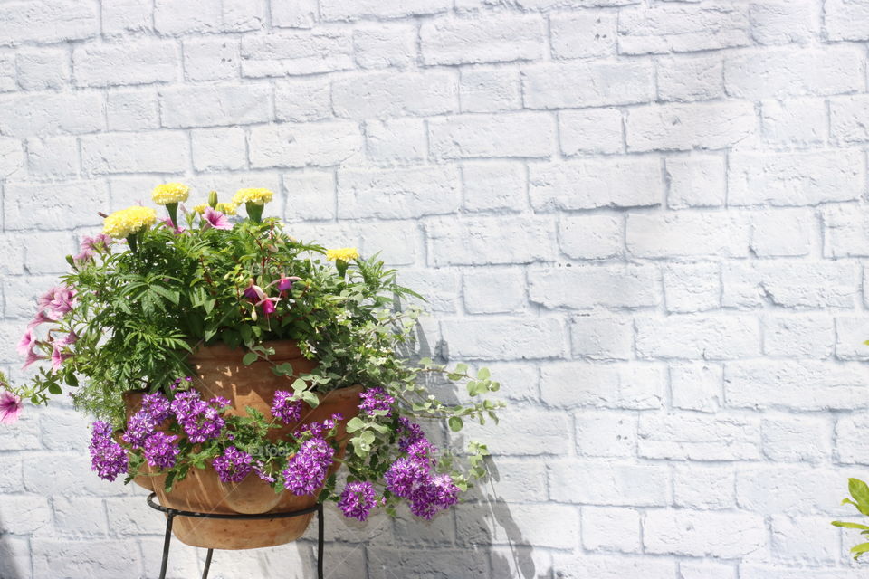 Flower, Garden, Wall, Flora, No Person