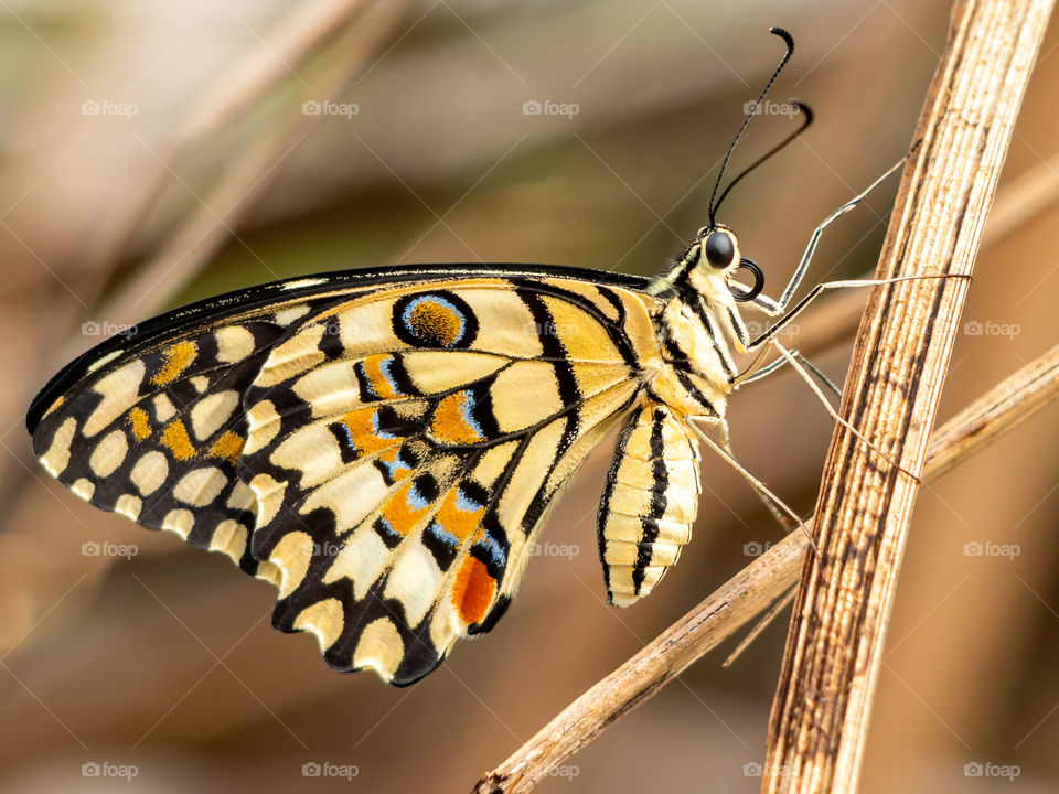 Beautiful Butterfly