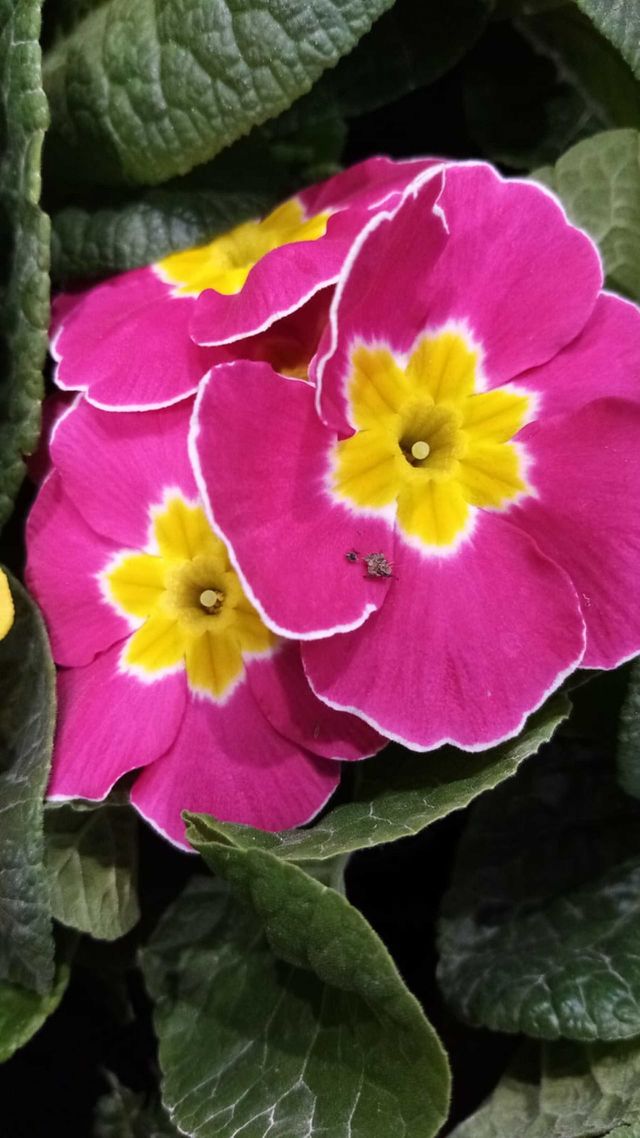 Blumen Germany
