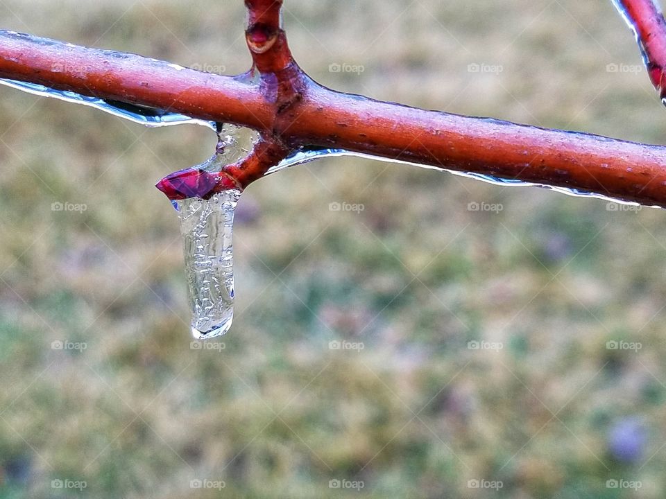 icy branch