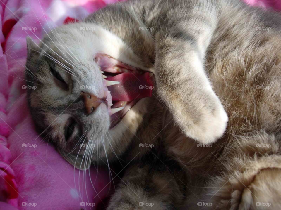 teeth cat animal funny by micheled312