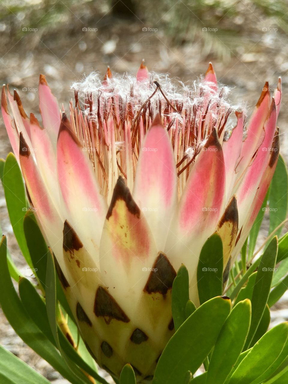 Soft and wispy seeding tropical flower 