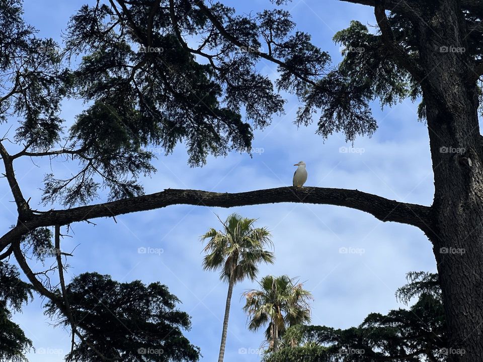 Seagull on the tree
