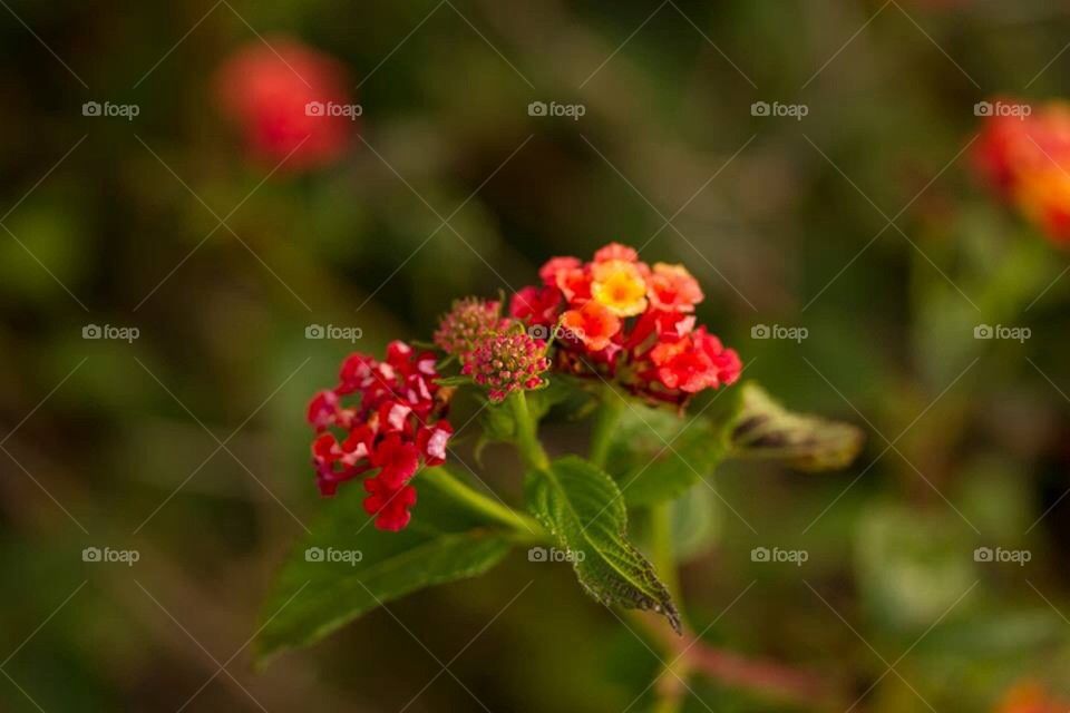 Macro Of Flowers