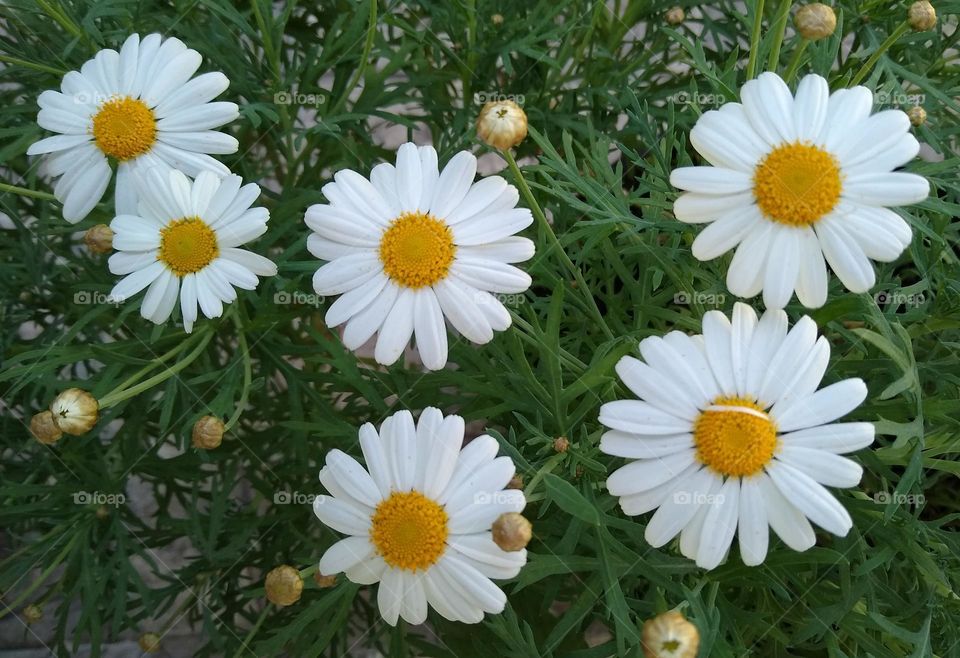 Daisy flower