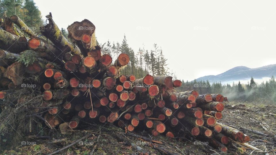 Deforestation Pile of Timber. Chopped down forest trees in clear cutting