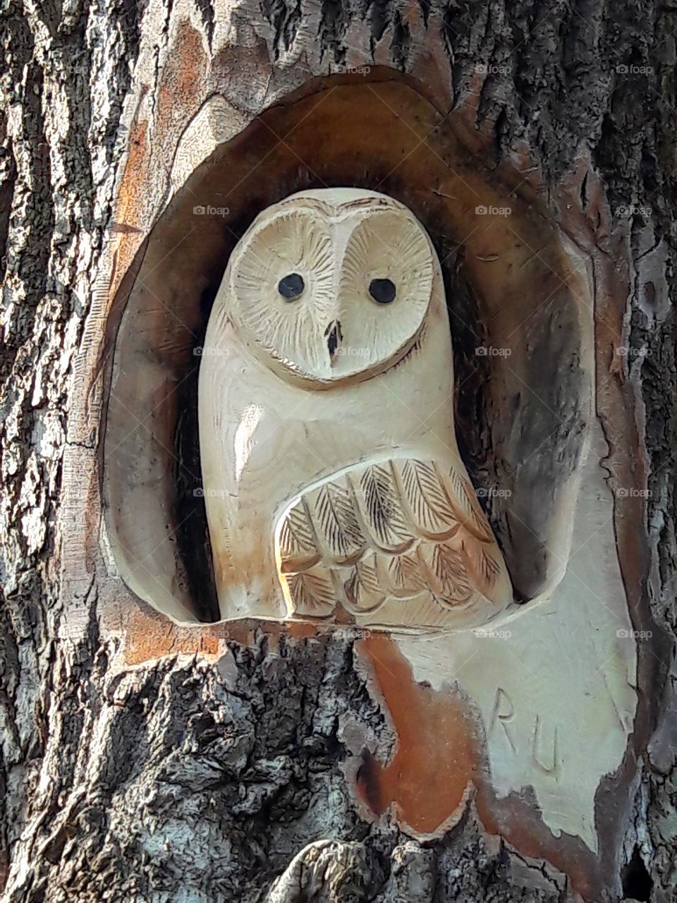 Owl carved out of a tree.