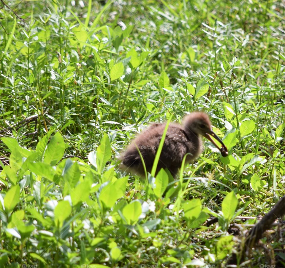 Limpkin chick 