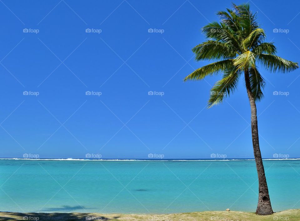 Palm Tree at the Beach