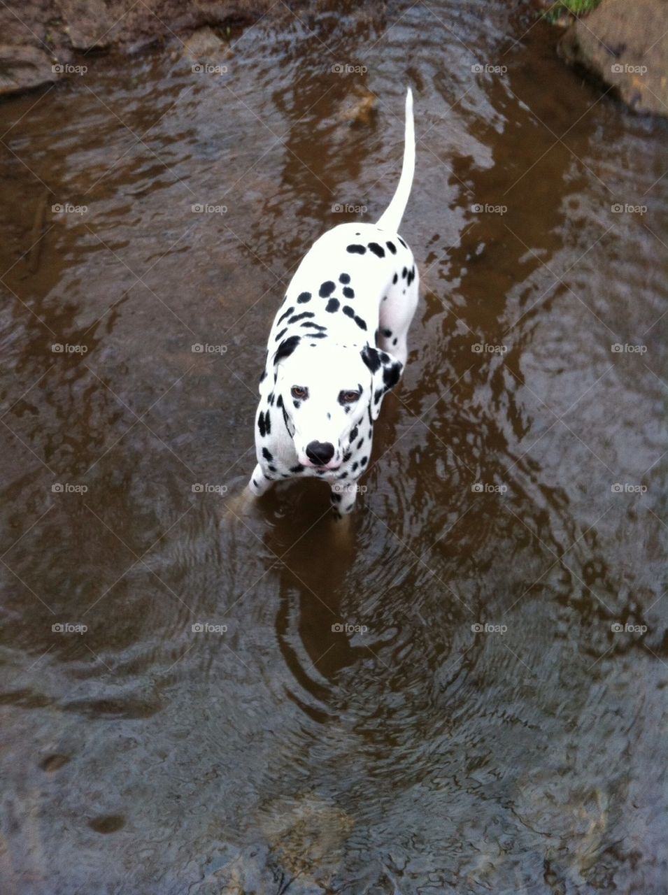 Millie swimming