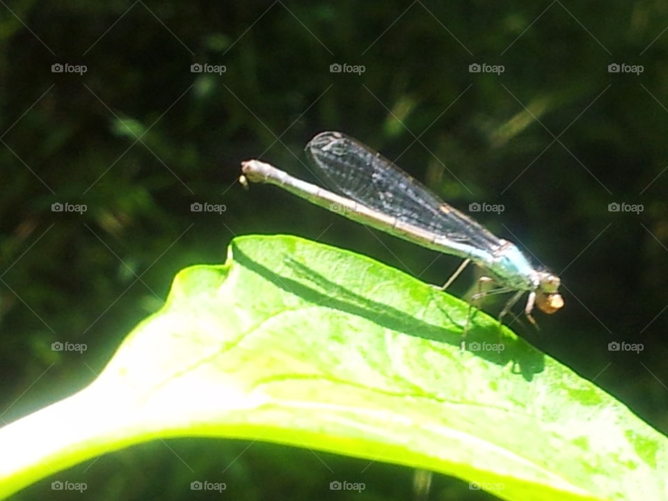 dragonfly garden. dragonfly in my yard