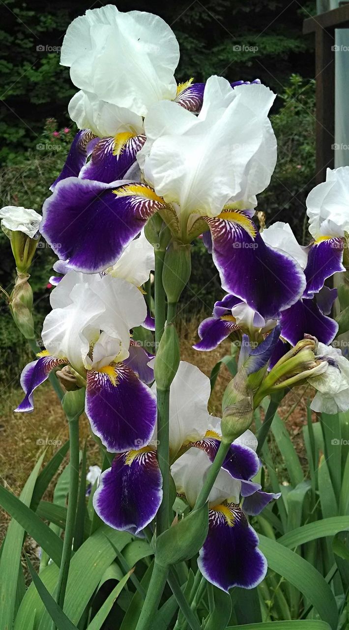 Too pretty Iris