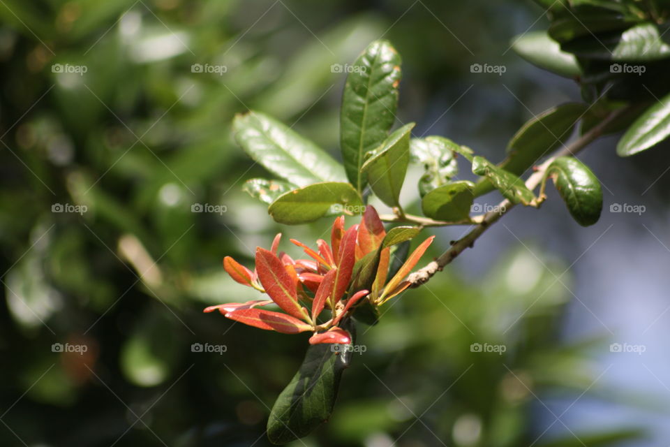 New leaf life on tree branch