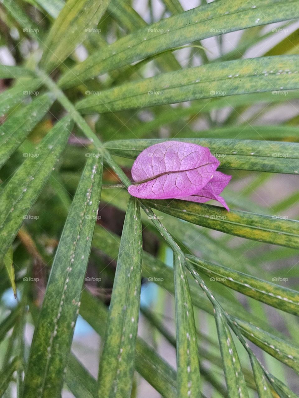 Pink flower resting on leaves