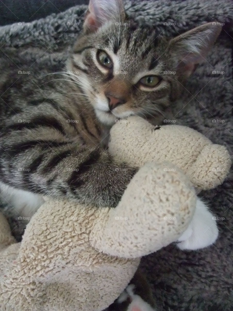 One of our three cats Leo cuddling a Mr Teddy. 
Leohad a rough start living outdoors and not being cared for. We have adopted all cats and they are adorable both to people and to each other. 😻😻😻😻😻